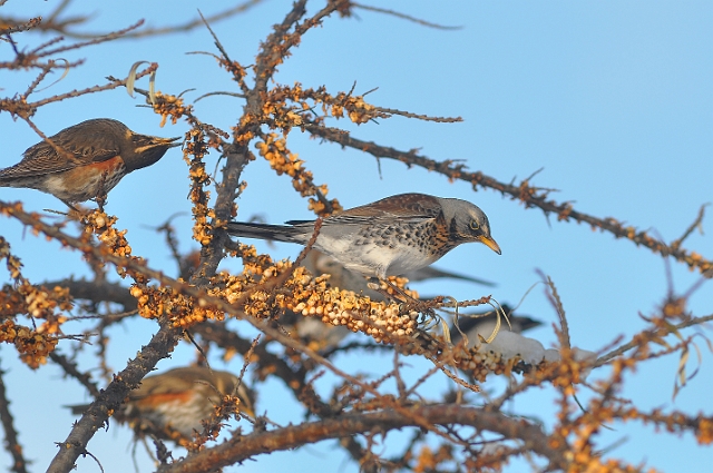 fieldfare, fieldfares, thrush-8.jpg - FIELDFARES - ROUNDHOUSE COURT, SUNNY HAYLING ISLAND - EARLY JANUARY 2010